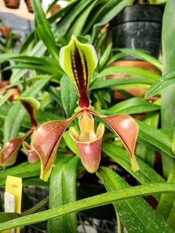 Paphiopedilum villosum var. boxallii