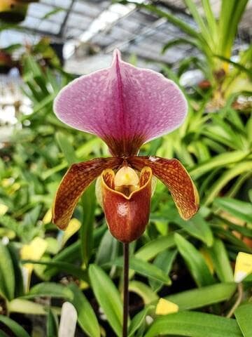 Paphiopedilum charlesworthii 'Runyun' B/CSA x Meditation 'Robert Weltz'