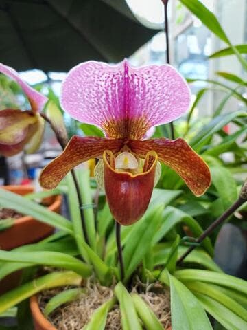 Paphiopedilum charlesworthii 'Runyun' B/CSA x Meditation 'Robert Weltz'