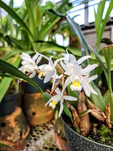 Coelogyne Unchained Melody
