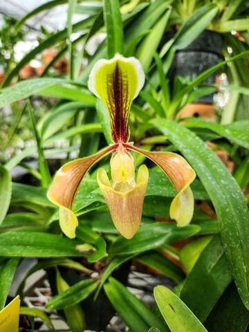 Paphiopedilum villosum