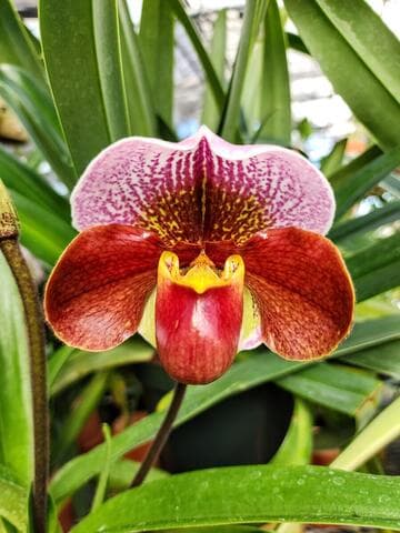 Paphiopedilum Meditation 'Robert Weltz'