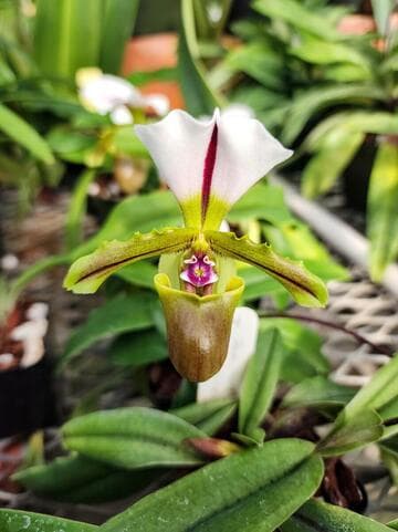 Paphiopedilum spicerianum 'Okika'
