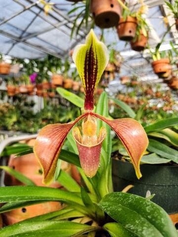 Paphiopedilum villosum var. boxallii