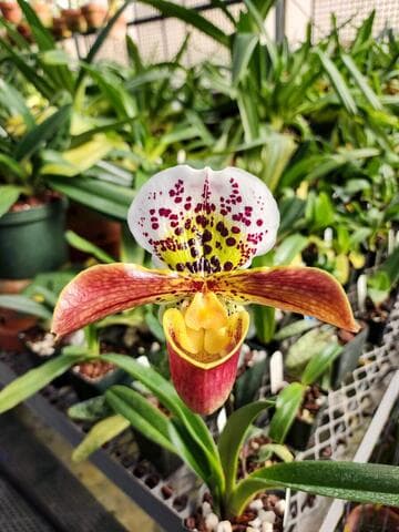Paphiopedilum Spotter 'Leopard' x World Venture 'Cape Horn'