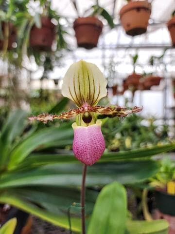 Paphiopedilum chamberlainianum (new variety)
