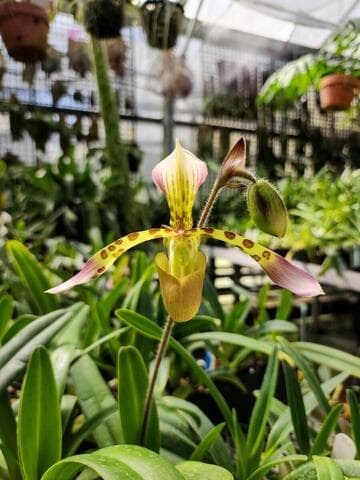 Paphiopedilum haynaldianum