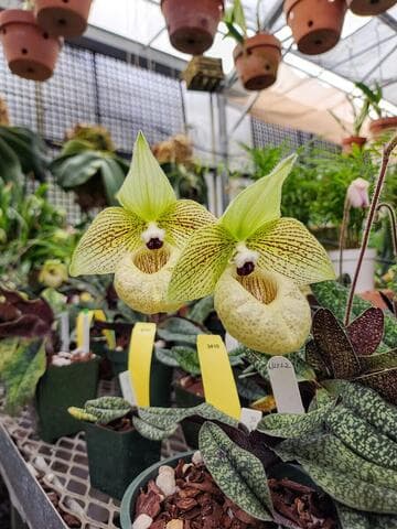 Paphiopedilum malipoense 'Oliver'