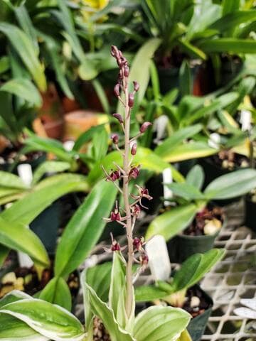 Liparis formosana (variegated)