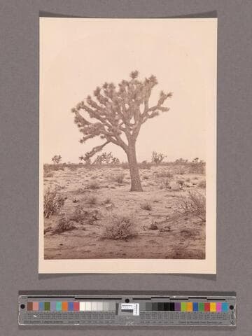 Yucca Draconis, Paper Tree, Mohave Desert, Cal