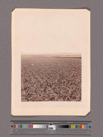 Lemon orchard, from the wine buildings, Sunny Slope