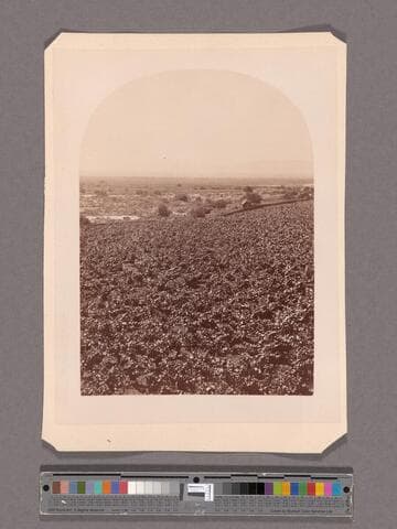 New Vineyard from wine buildings, Sunny Slope