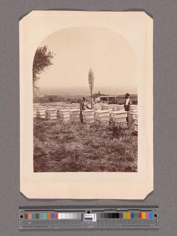 Apiary at Sierra Madre Villa, San Gabriel