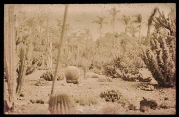 Image of the Desert Garden at the Huntington Botanical Gardens