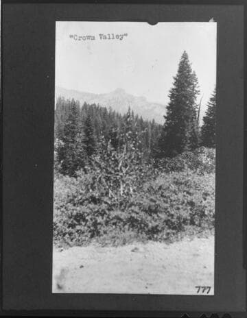 Kings River Project