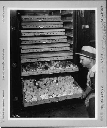 P2 - Poultry - England Poultry Ranch