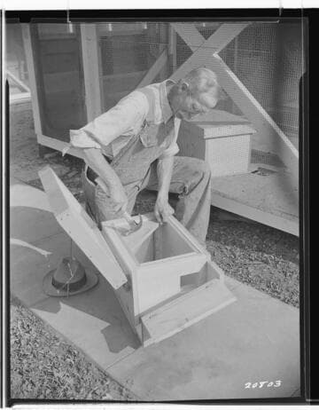 Chapman's Chinchilla Farm