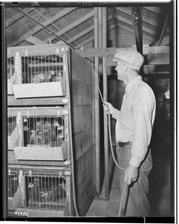 P2 - Poultry - Mr. Cayton