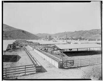 D1 - Dairy - Billiwick Dairy