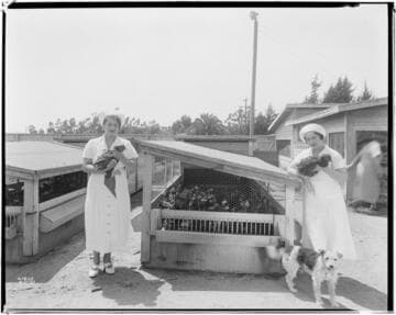 P2 - Poultry - The Pines Chicken Ranch