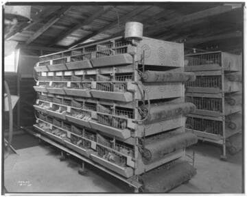 P2 - Poultry - Wagon Wheel Poultry Ranch in Redondo