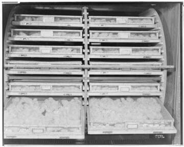 P2 - Poultry - Poultry Ranch of Mr. Fred R. Richardson