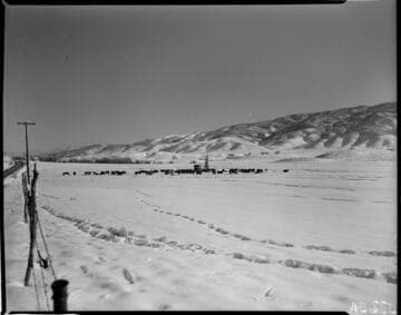 Cows grazing in a snow covered valley