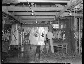 Agriculture Poultry