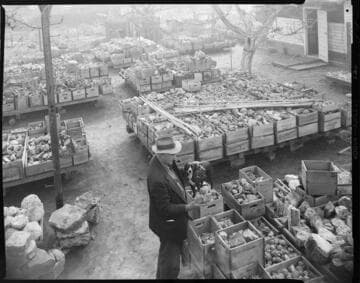 Rock hound with large quantity of boxed Geodes