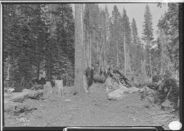 Big Creek, Miscellaneous - Tree which fell across line