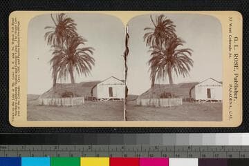 Date Palm Trees, Old Town
