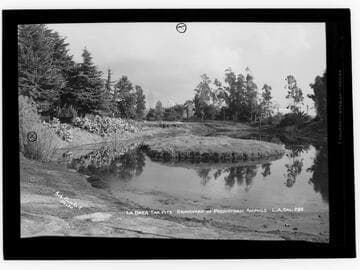 La Brea Tar Pits, graveyard of prehistoric animals, L.A. Cal
