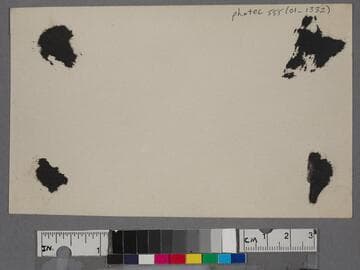 Palm trees and paths in Palisades Park