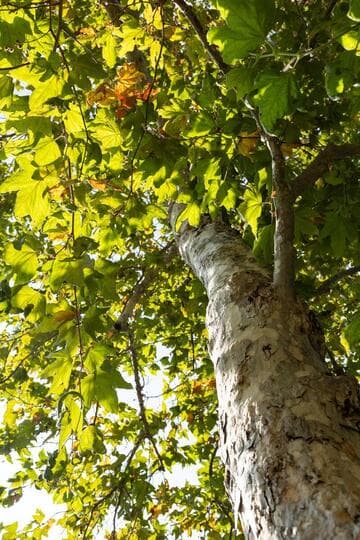 Platanus racemosa
