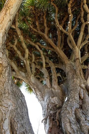 Dracaena draco