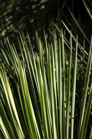 Yucca rostrata