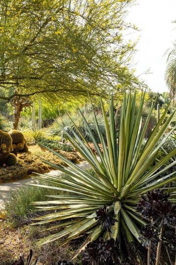 Agave sisalana forma mediopicta