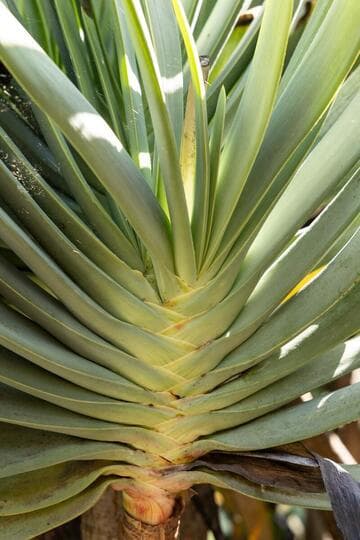 Aloe plicatilis