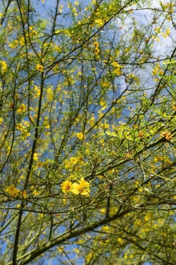 Parkinsonia 'Desert Museum'
