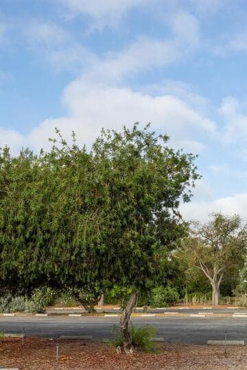 Prosopis pubescens