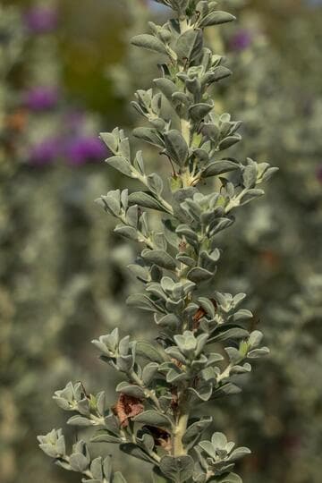 Leucophyllum 'MSWNRascon'