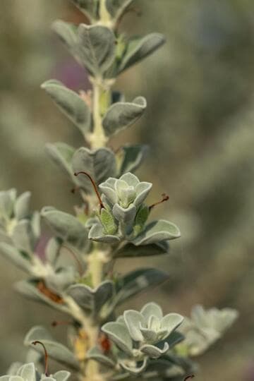 Leucophyllum 'MSWNRascon'