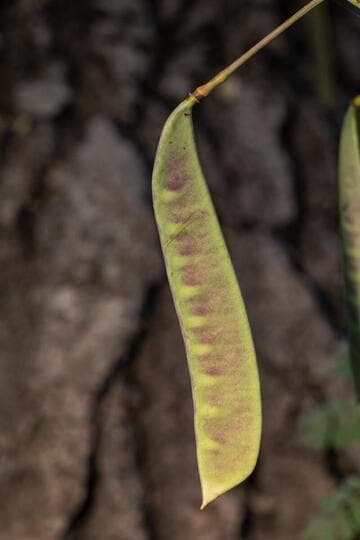 Caesalpinia pulcherrima