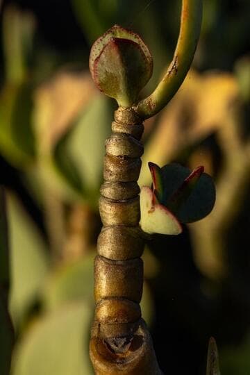 Crassula arborescens ssp. undulatifolia
