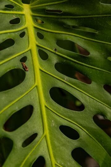 Monstera deliciosa
