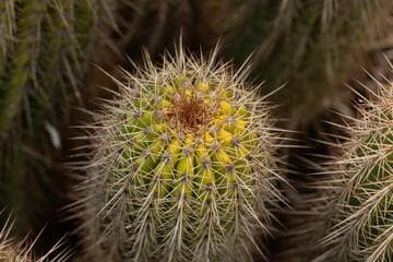 Echinopsis 'June Noon'