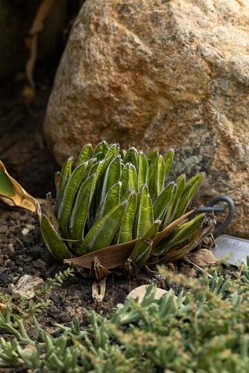 Agave victoriae-reginae