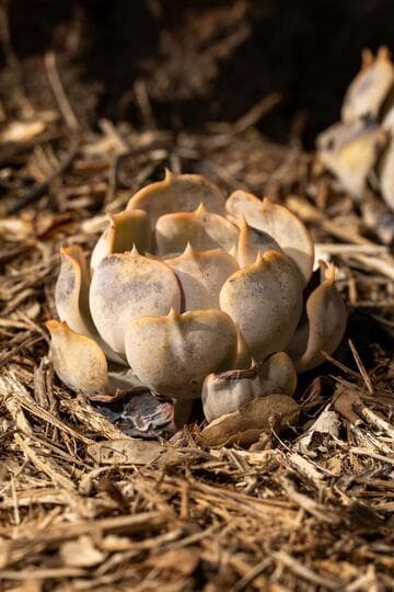 Echeveria lilacina