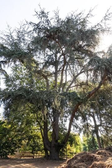 Cedrus atlantica
