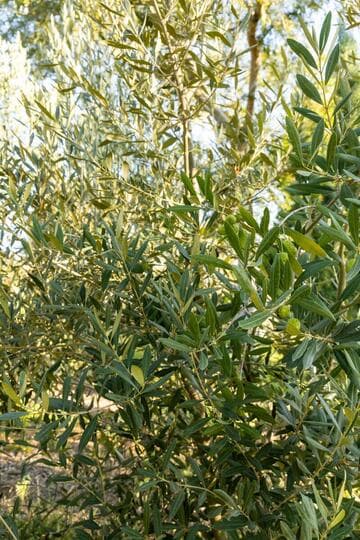 Olea europaea 'Dolce del Morraco'
